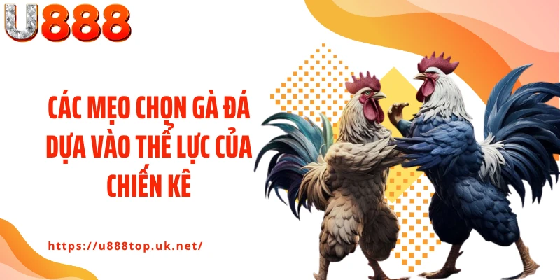 Các mẹo chọn gà đá dựa vào thể lực của chiến kê
