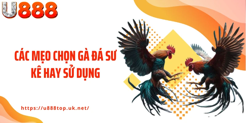 Các mẹo chọn gà đá sư kê hay sử dụng