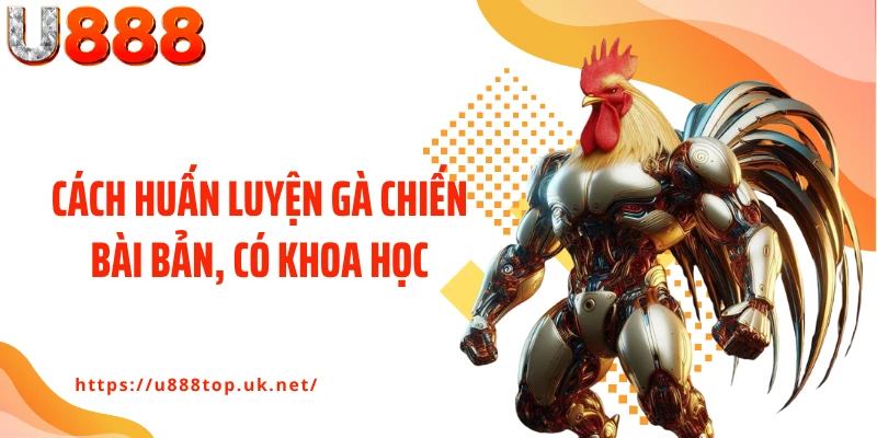 Cách huấn luyện gà chiến bài bản, có khoa học