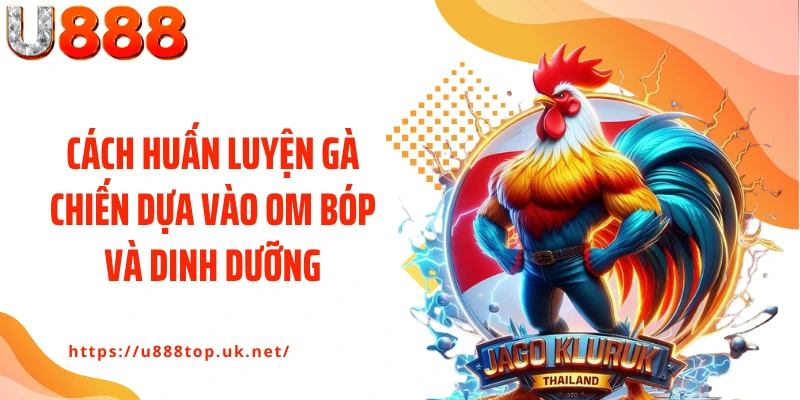 Cách huấn luyện gà chiến dựa vào om bóp và dinh dưỡng