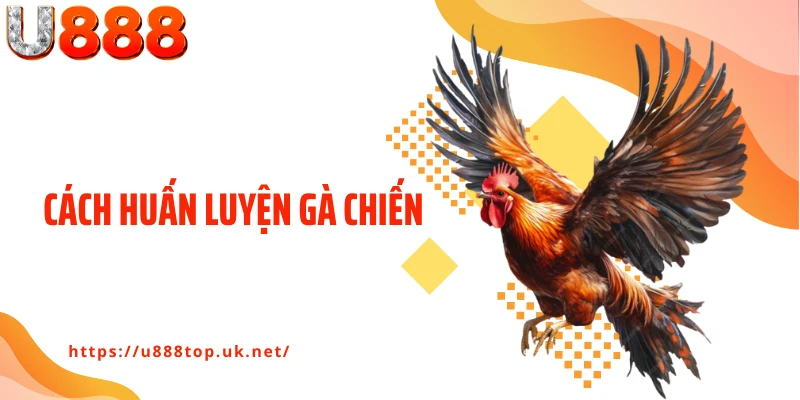 Cách Huấn Luyện Gà Chiến - Bí Kíp Biến Gà Tơ Thành Sát Kê