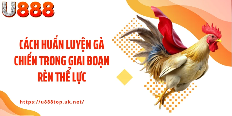 Cách huấn luyện gà chiến trong giai đoạn rèn thể lực