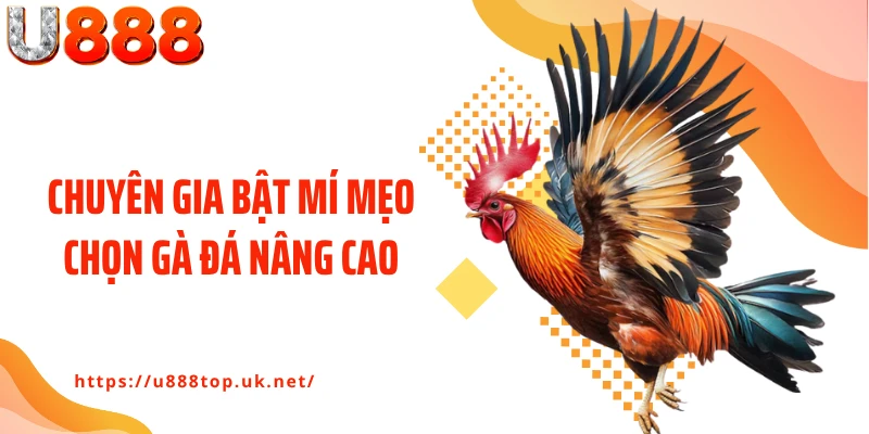 Chuyên gia bật mí mẹo chọn gà đá nâng cao
