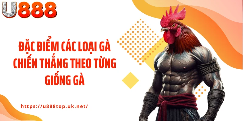 Đặc điểm các loại gà chiến thắng theo từng giống gà
