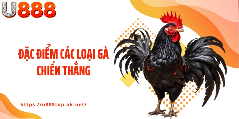 Đặc Điểm Các Loại Gà Chiến Thắng, Sở Hữu Tốc Độ Và Sức Mạnh