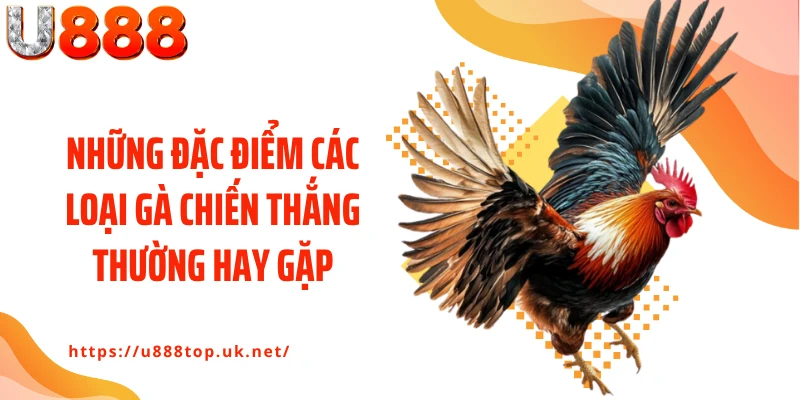 Những đặc điểm các loại gà chiến thắng thường hay gặp